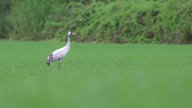 Ein blauer Kranich steht alleine auf einem grünen Feld. Hinter ihm sieht man mehrere Büsche. 