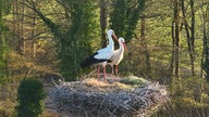 Zwei Störche stehend in einem Nest, dahinter eine Waldszenerie.