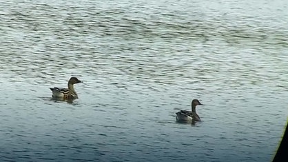 Durch ein Spektiv hindurch gefilmt, erkennt man zwei Gänse, die im Wasser treiben. 