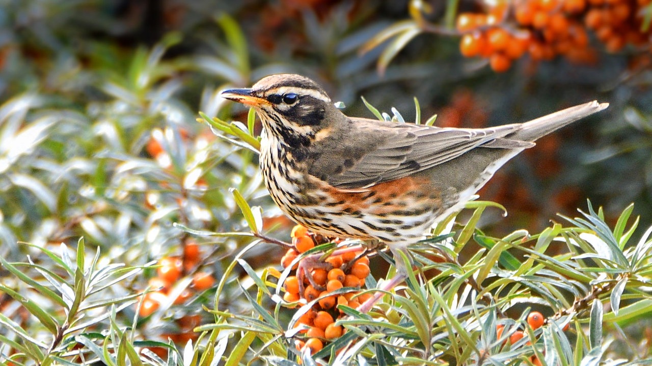Eine Rotdossel hockt auf eine Zweig. Um sie Herum sind mehrere orangene Beeren