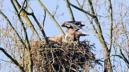 Zwei Seeadler im Host, drumherum Geäst.