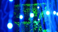 Grüne künstliche Blätterwand, davor sieht man verschwommen blaue Fäden und helle Lichtkugeln