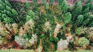 Ein Waldstück. Zwischen den wenigen noch stehenden Bäumen liegen viele umgestürzte.