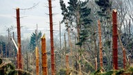 Ein Wald voller abgeknickter Bäume.