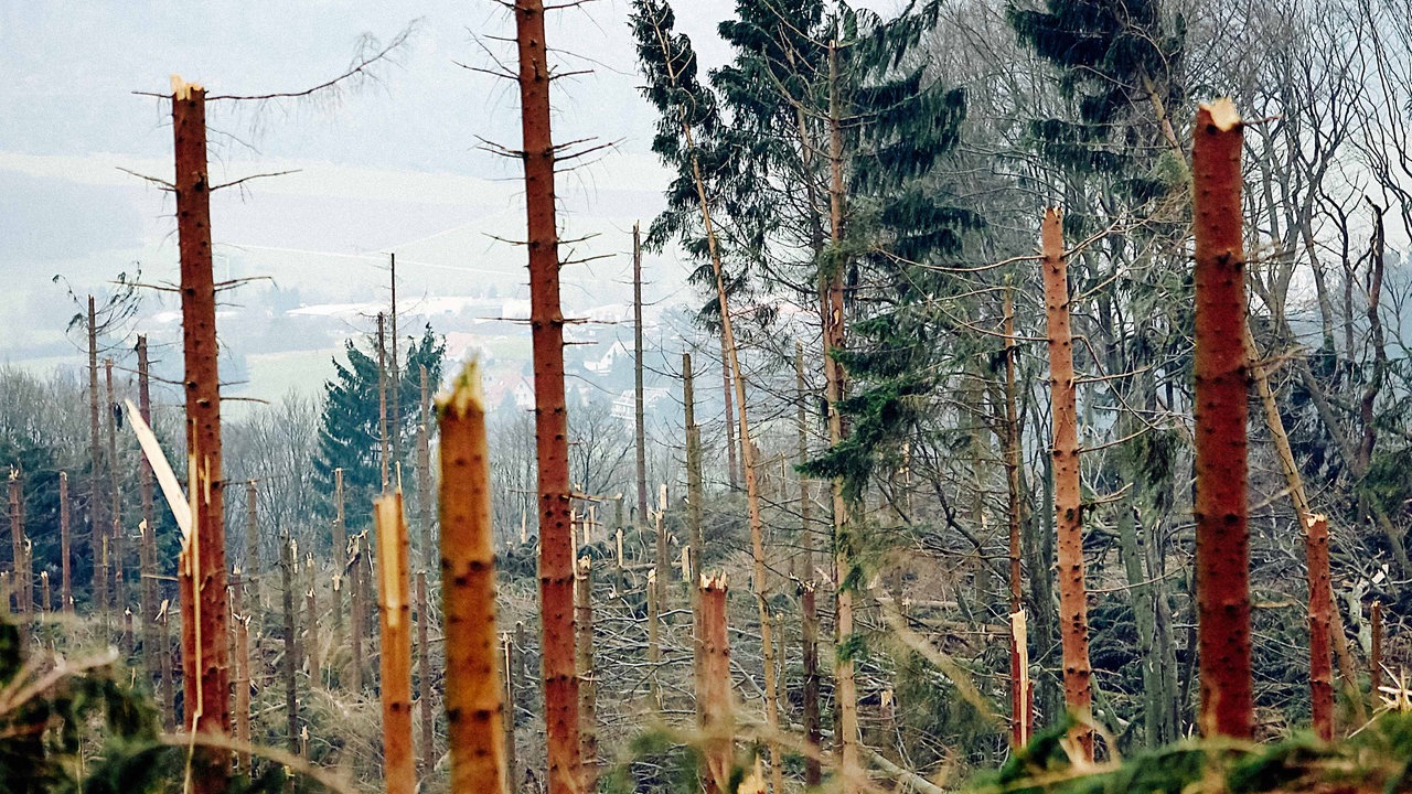 Ein Wald voller abgeknickter Bäume.