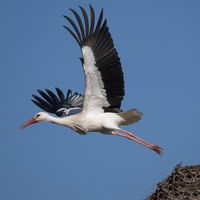 Zwei Störche stehen in ihrem Nest, ein Storch blickt nach rechts, ein anderer nach links