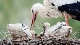 Ein Storch steht im Nest, der Schnabel ist nach unten geneigt, dort sitzen zwei Jungvögel