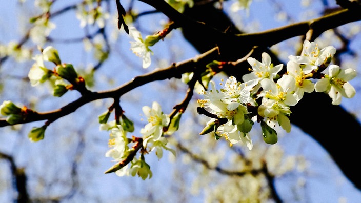 Ein Ast eines Baumes voller weißer Blüten
