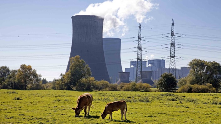 Die Kühltürme und Kraftwerksblöcke von RWE in Hamm-Uentrop vor der Sprengung, im Vordergrund grasen zwei Kühe
