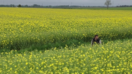 Von einer Drohneperspektive sehen wir zwei Meere an Raps - dazwischen klein Landwirt Von Ameln