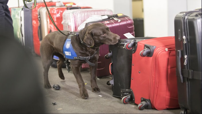 Symbolbild: ein Zollhund der Koffer erschnüffelt