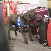 Symbolbild: ein Zollhund der Koffer erschnüffelt