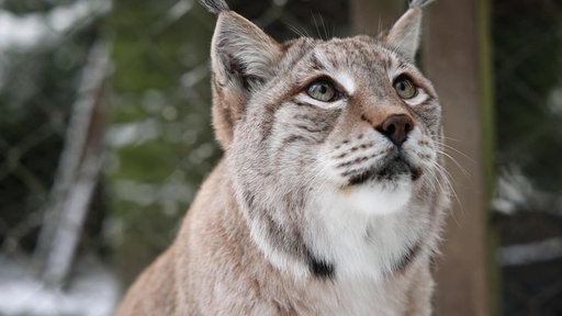 Ein Luchs im Tierpark Olderdissen