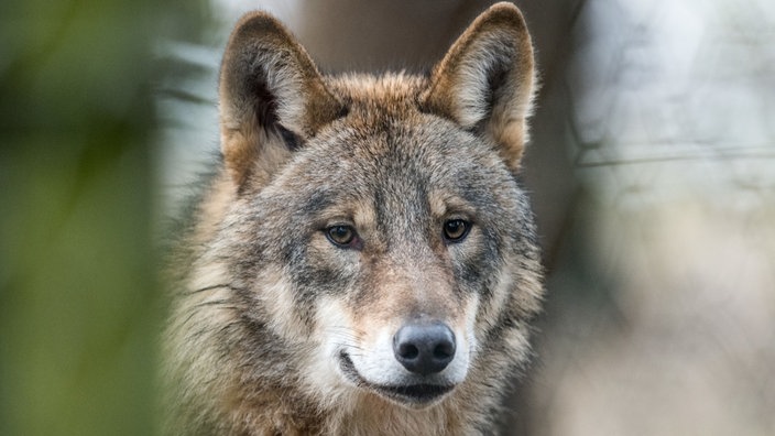 Ein Wolf im Biotopwildpark Anholter Schweiz