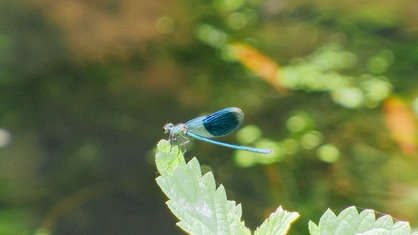 Eine Libelle schwebt über dem Wasser der Erft.