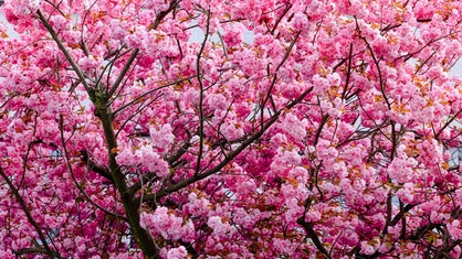 Ein Meer von rosanen Kirschblüten.
