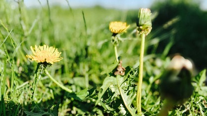 Drei Blüten Löwenzahn zwischen Grashalmen.