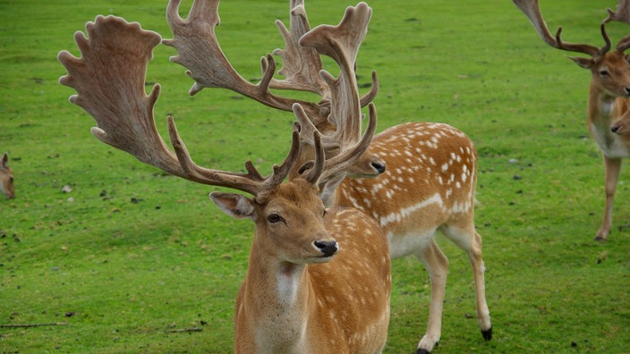 Damhirsche im Tierpark Granat in Haltern