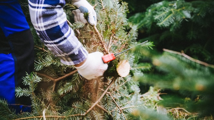 Eine Person, die mittels einer Säge einen Weihnachtsbaum fällt.