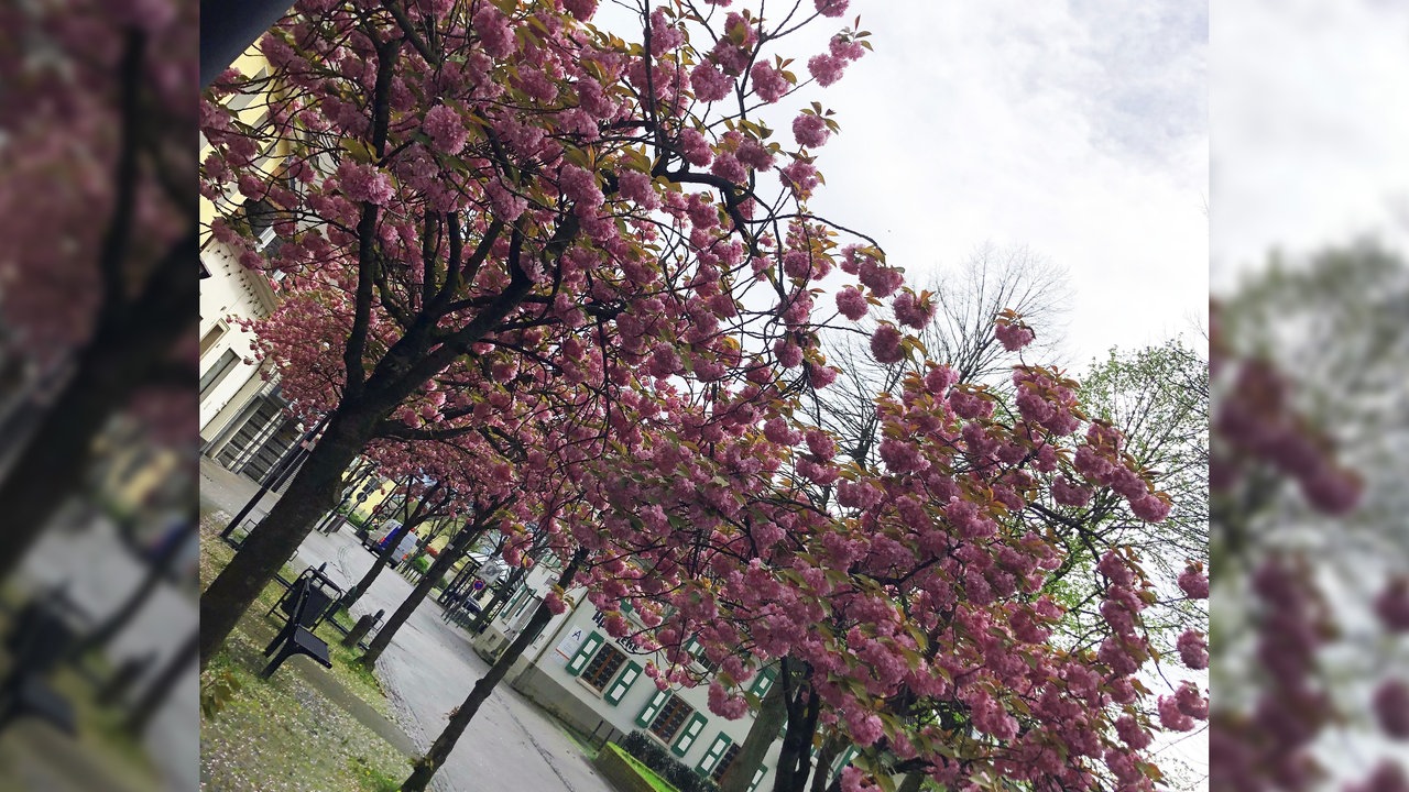 Kirschblütenbäume, die auf einer Straße vor ein paar Häusern blühen.