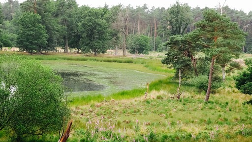 Blick aufs Moor im Diersfordter Wald. 
