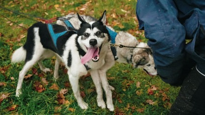 Zwei weiß-graue Siberian Huskys stehen im blauen Laufgeschirr auf einer grünen Wiese und lachen fröhlich in die Kamera.
