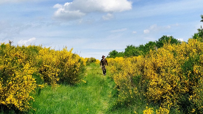 Ranger Sascha Wilden in der Ferne, links und rechts von ihm gelb blühende Ginstersträuche.