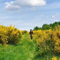 Ranger Sascha Wilden in der Ferne, links und rechts von ihm gelb blühende Ginstersträuche.
