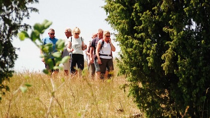 Mitglieder vom Eifelverein Ripsdorf wandern durch hohes, gelbes Gras.