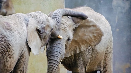 Ein junger Elefant legt seinen Rüssel auf dem Kopf eines anderen Elefanten ab.