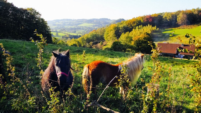 Zwei Ponys stehen auf einer grünen Wiese in einer hügeligen Landschaft.