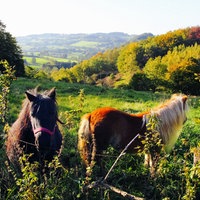 Zwei Ponys stehen auf einer grünen Wiese in einer hügeligen Landschaft.