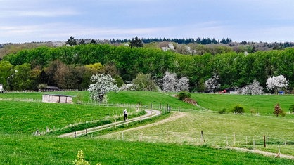 Ein Weg inmitten grüner Wiesen. Auf der Wiese blüht ein Baum weiß. Auf dem Weg ein Mann mit einem Wanderstock