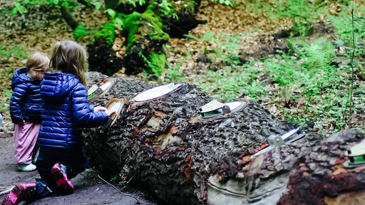 Zwei Mädchen mit blauen Jacken hocken vor einem Baumstamm, im Baumstamm hat kleine runde Öffnungen eingelassen, die sie angucken, um sie herum ist Wald