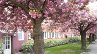 Einige bunt angestrichene Häuser in einer Straße. Vor den Häusern stehen pink blühende Kirschblüten.