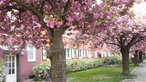 Einige bunt angestrichene Häuser in einer Straße. Vor den Häusern stehen pink blühende Kirschblüten.
