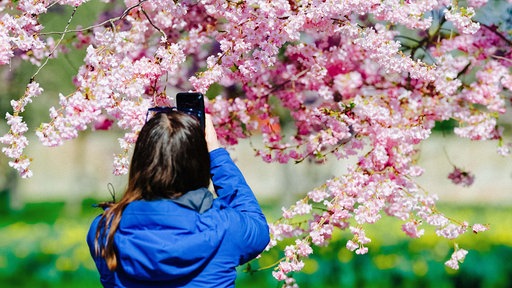 Eine Person hält ein Smartphone hoch und fotografiert Kirschblüten.