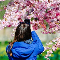 Eine Person hält ein Smartphone hoch und fotografiert Kirschblüten.