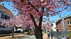 Kirschblüte in Haltern am See