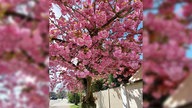 Die Kirschblüte in Neuss