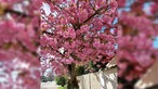 Die Kirschblüte in Neuss