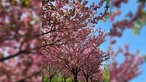 Kirschblüte im Dortmunder Rombergpark