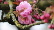 Kirschblüte am Schloss Westerwinkel