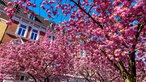 Kirschblüte in der Schulstraße in Münster