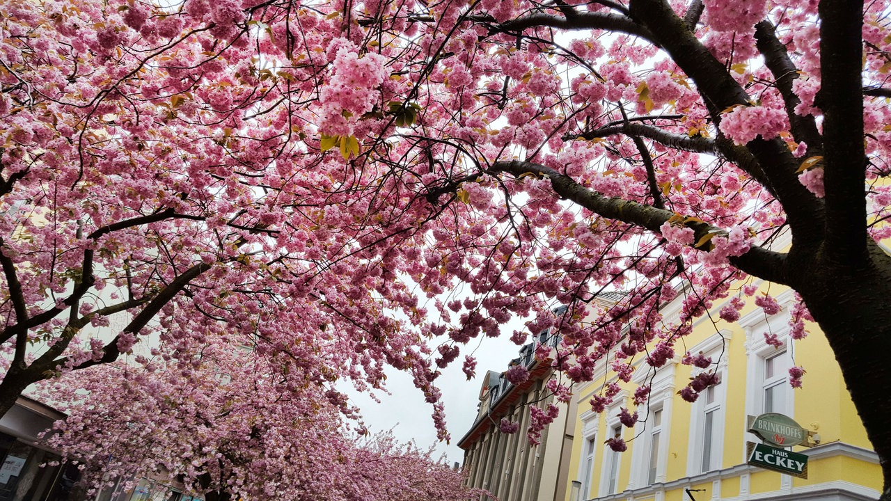 Kirschblüte in Witten