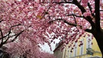 Kirschblüte in Witten