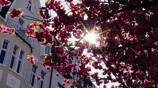 Die Kirschblüten in der Schulstraße in Münster.
