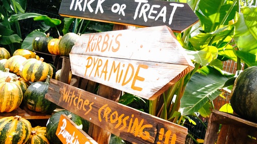 Auf Wegweisern steht: "Trick or Treat", "Kürbis Pyramide" und "Witches Crossing".