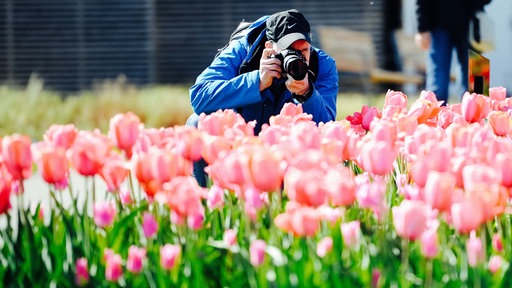 Ein Mann fotografiert im Hocken ein Beet voller Tulpen.