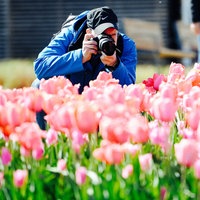 Ein Mann fotografiert im Hocken ein Beet voller Tulpen.